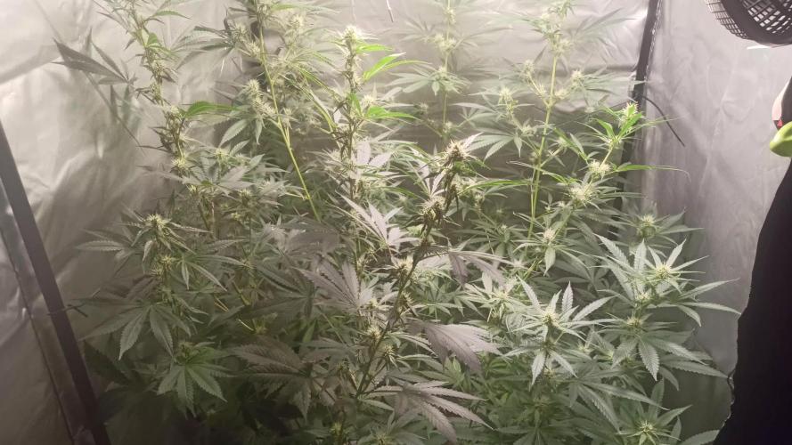 Primer cultivo con led y poda apical