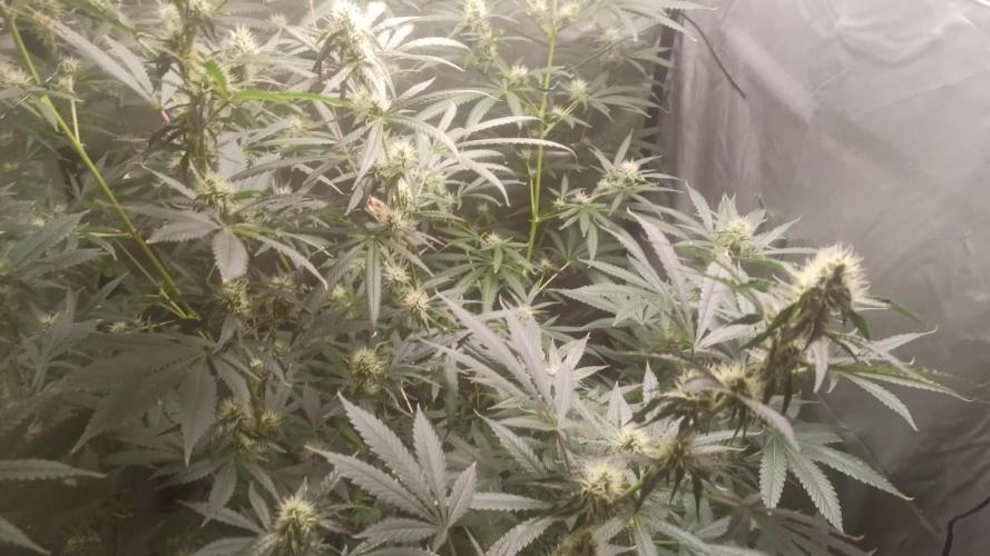 Primer cultivo con led y poda apical