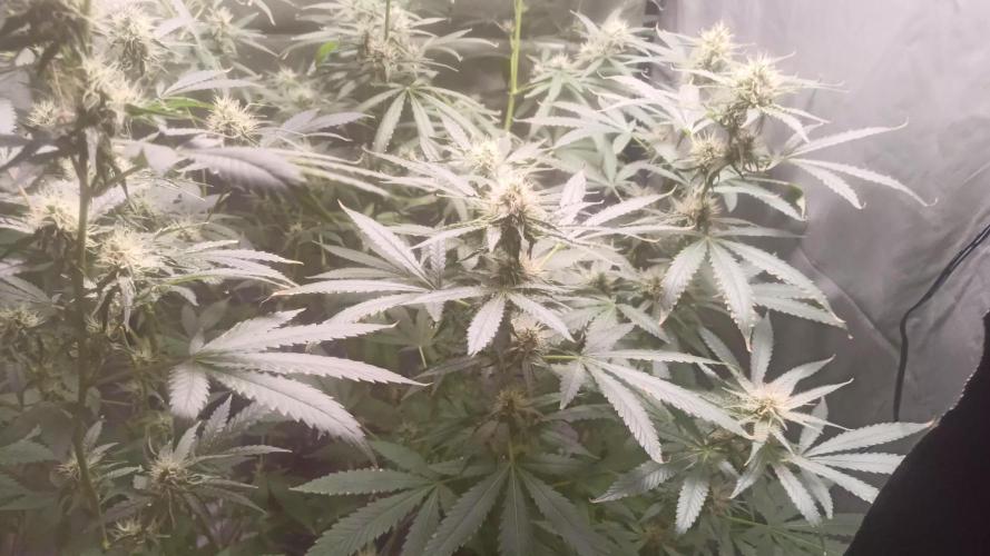 Primer cultivo con led y poda apical