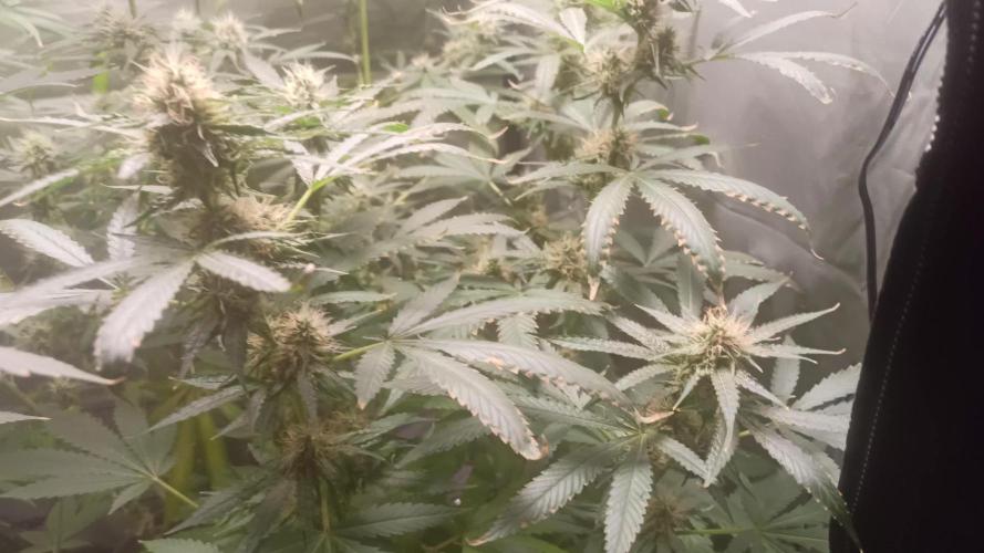 Primer cultivo con led y poda apical