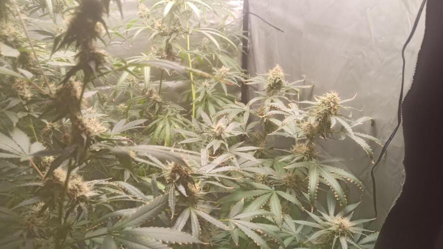 Primer cultivo con led y poda apical