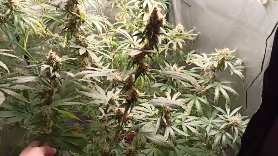 Primer cultivo con led y poda apical