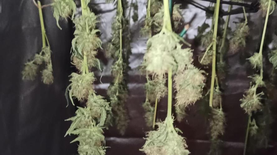 Primer cultivo con led y poda apical