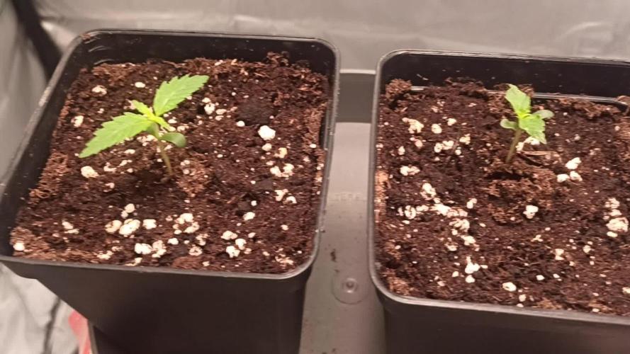 2° ronda con anesia seeds