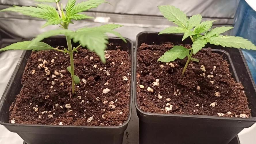 2° ronda con anesia seeds