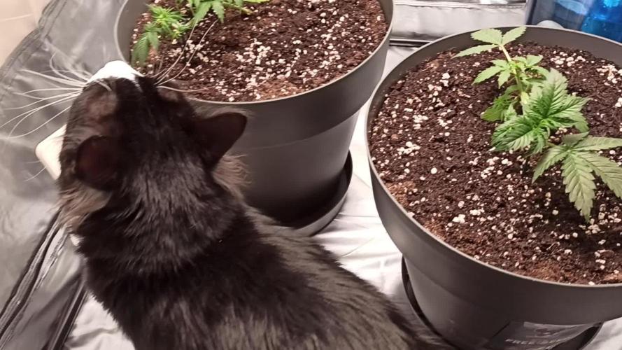 2° ronda con anesia seeds