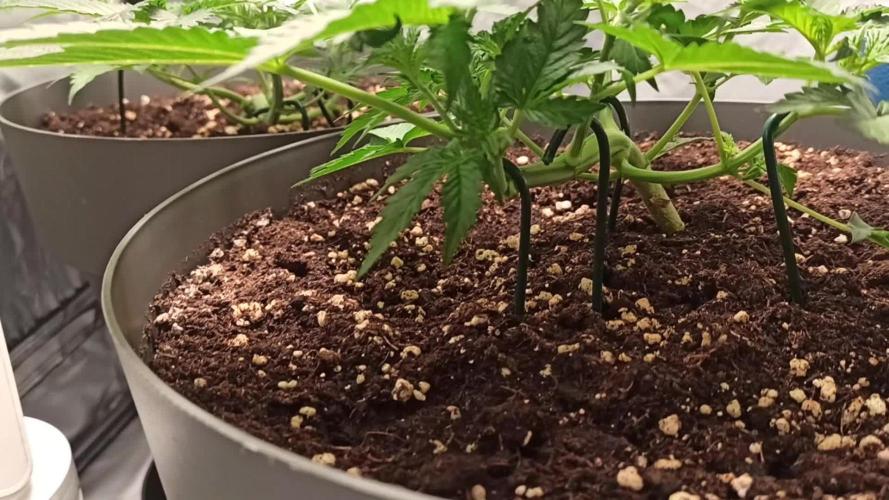 2° ronda con anesia seeds