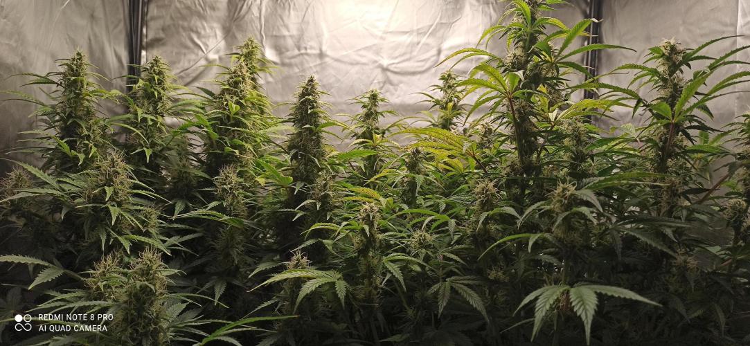 2° ronda con anesia seeds. Week 5