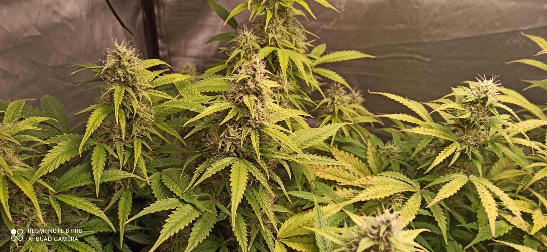 2° ronda con anesia seeds. Week 5