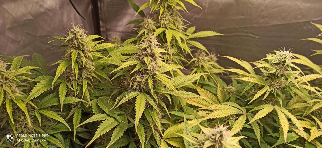 2° ronda con anesia seeds. Week 5