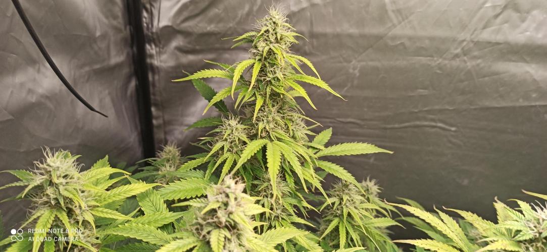 2° ronda con anesia seeds. Week 5