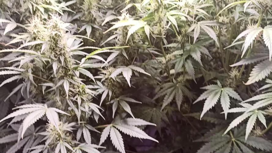 2° ronda con anesia seeds