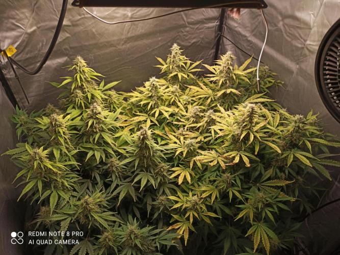 2° ronda con anesia seeds. Week 6