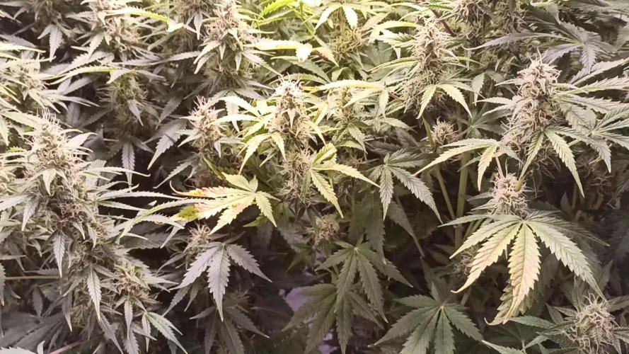 2° ronda con anesia seeds