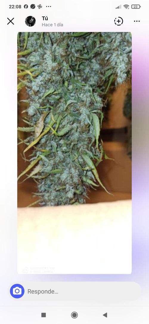 2° ronda con anesia seeds. Week 7