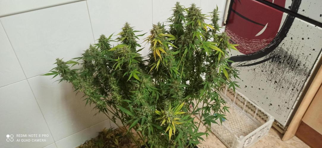 2° ronda con anesia seeds. Week 7