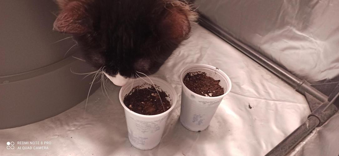 Los Michi jardineros están de vuelta. Week 0