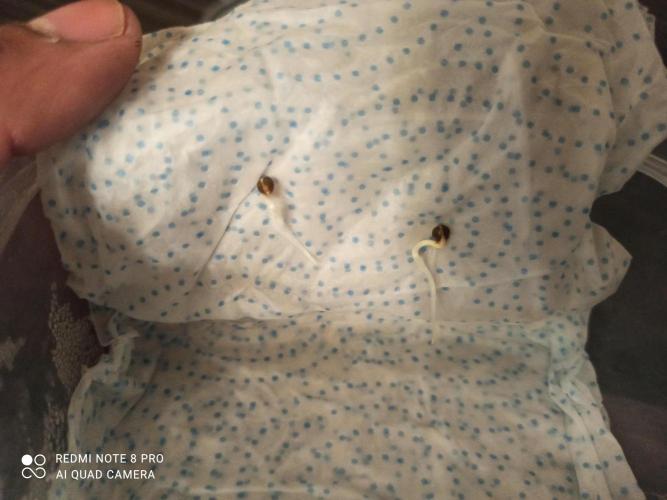 Los Michi jardineros están de vuelta. Week 0