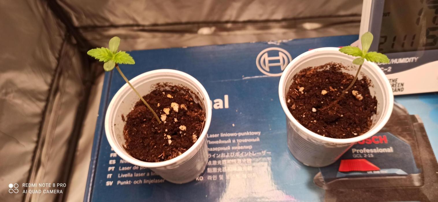 Los Michi jardineros están de vuelta. Week 1