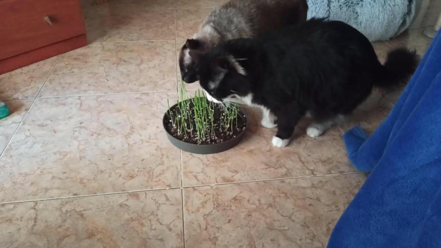 Los Michi jardineros están de vuelta