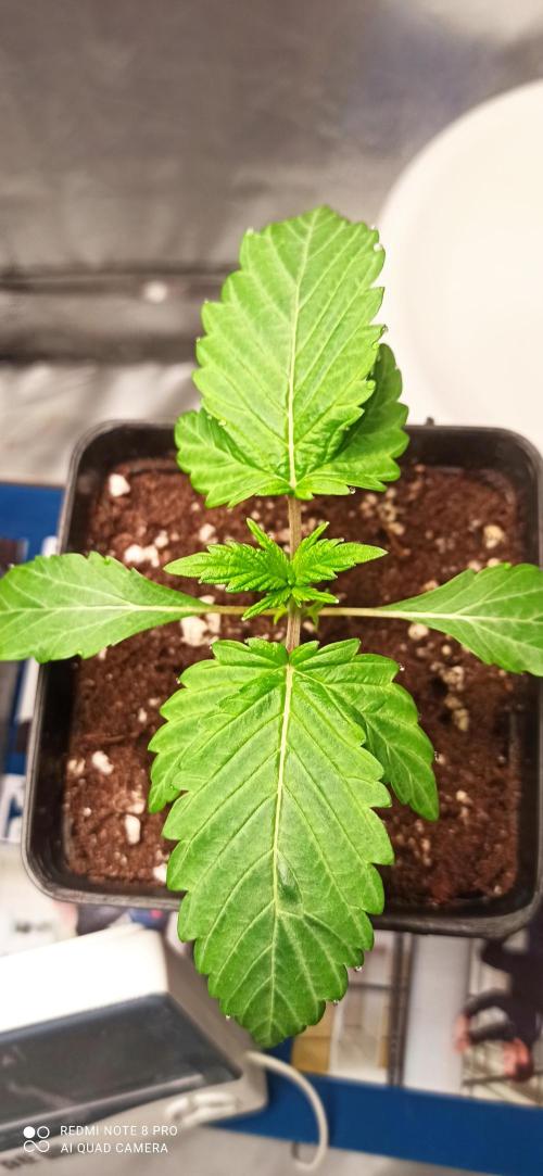 Los Michi jardineros están de vuelta. Week 3