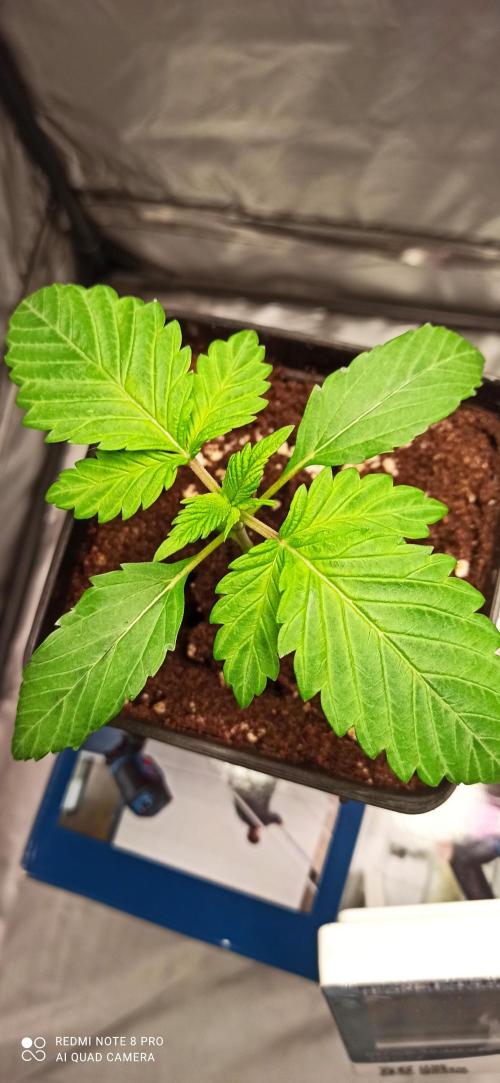 Los Michi jardineros están de vuelta. Week 3