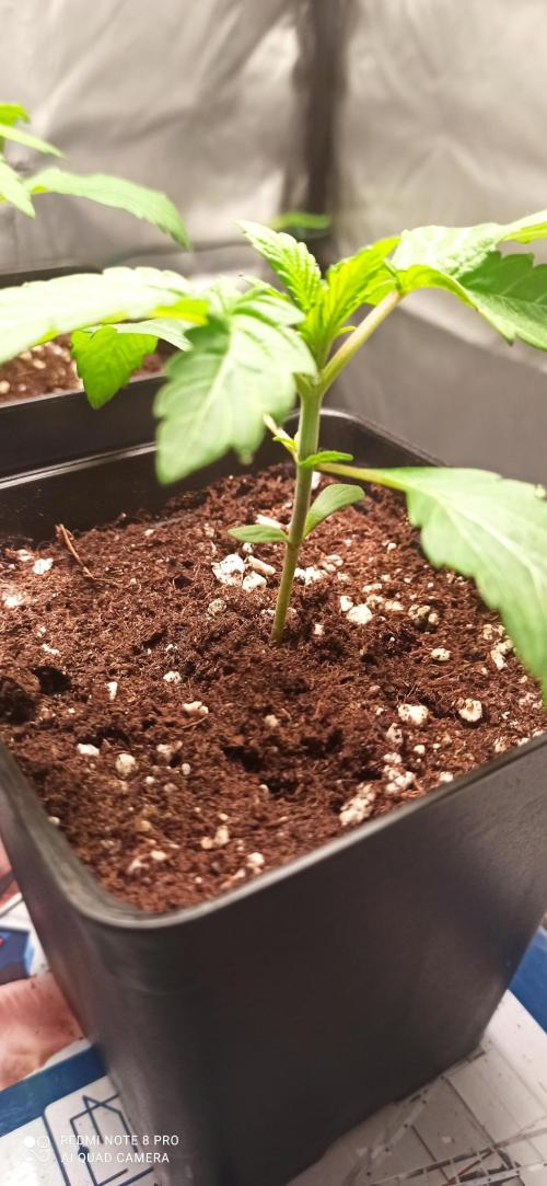 Los Michi jardineros están de vuelta. Week 3