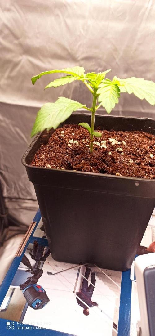 Los Michi jardineros están de vuelta. Week 3