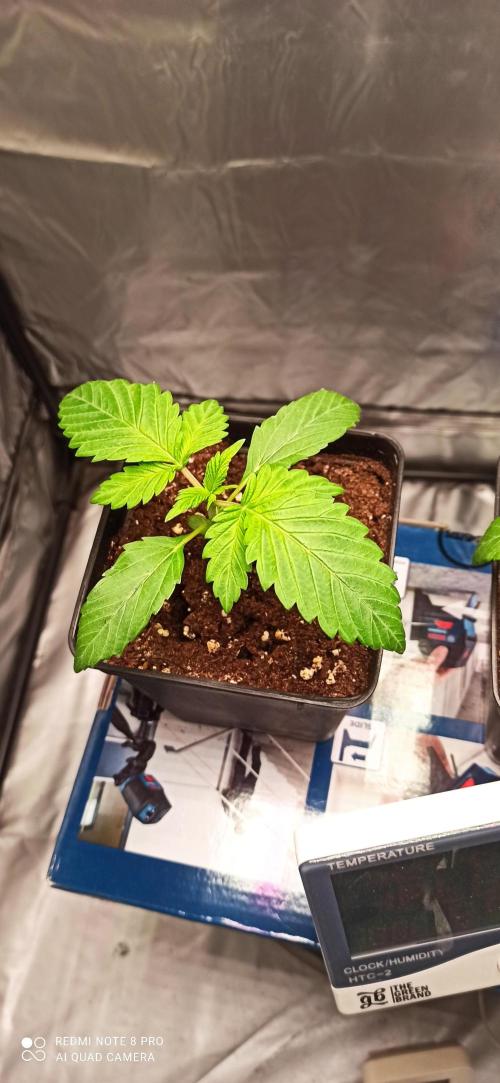 Los Michi jardineros están de vuelta. Week 3