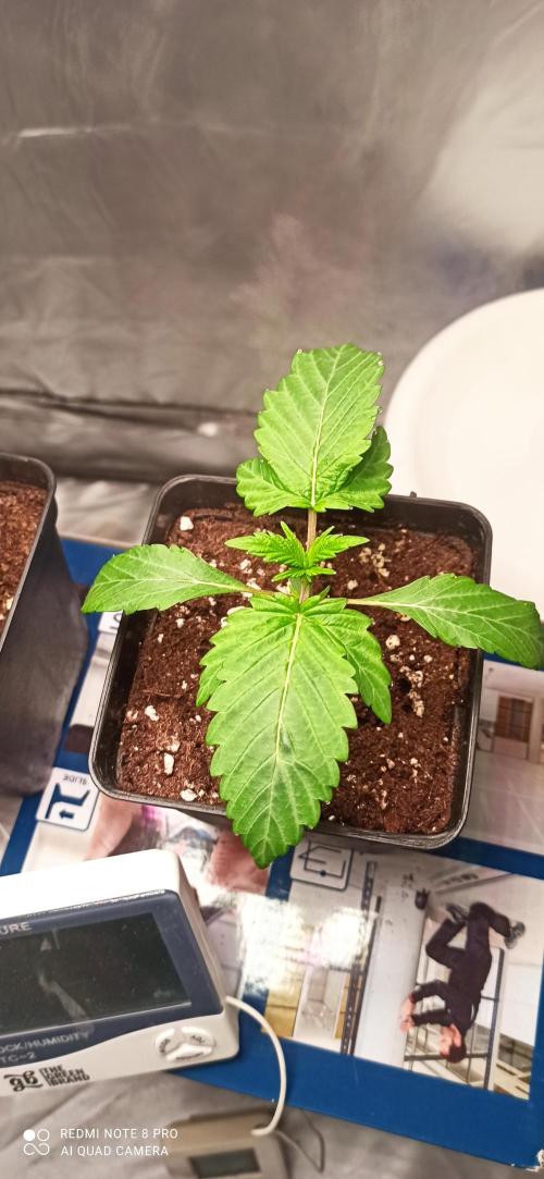 Los Michi jardineros están de vuelta. Week 3