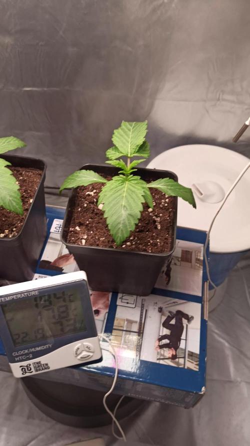 Los Michi jardineros están de vuelta