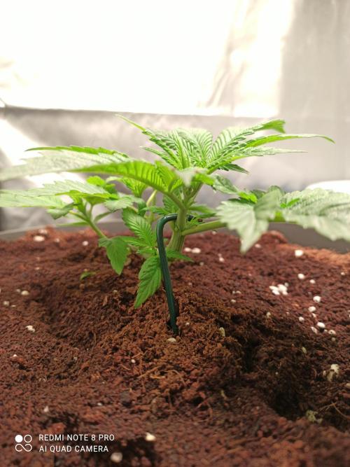Los Michi jardineros están de vuelta. Week 5
