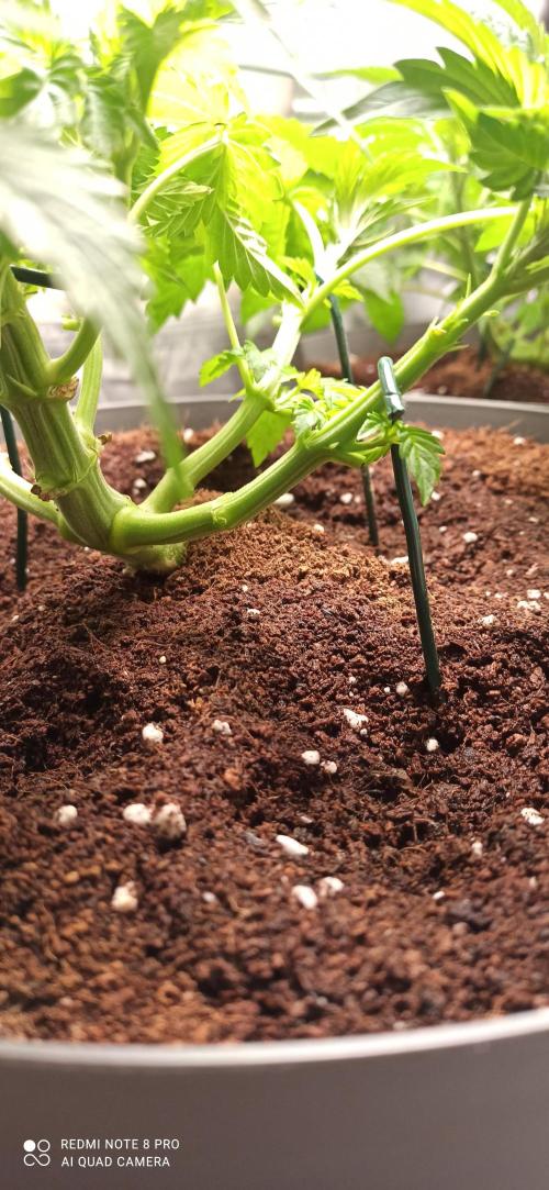 Los Michi jardineros están de vuelta. Week 7