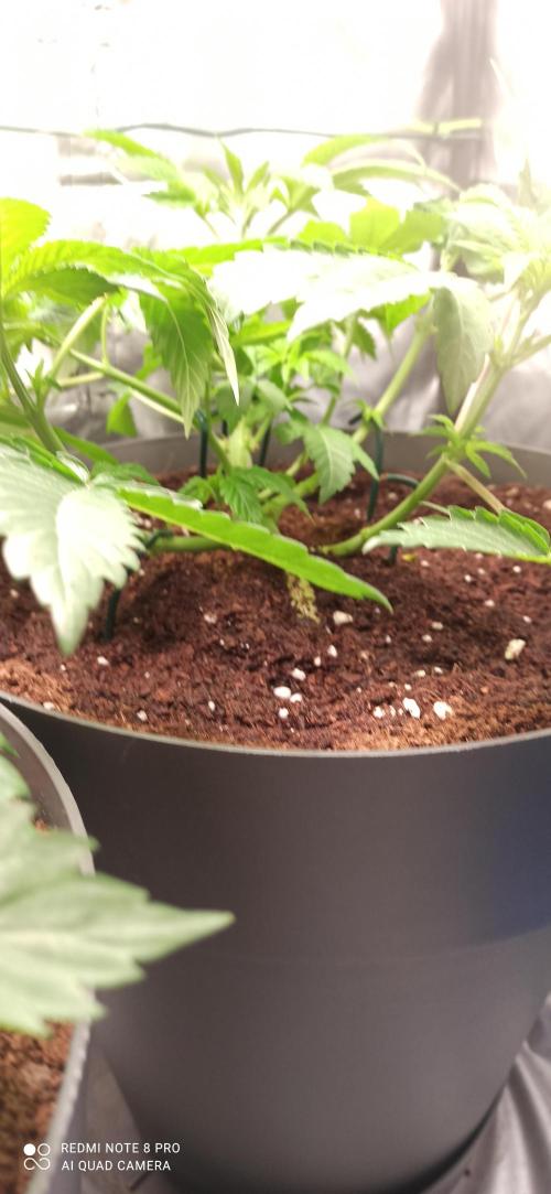 Los Michi jardineros están de vuelta. Week 7