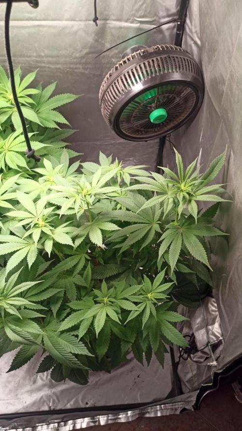 Los Michi jardineros están de vuelta