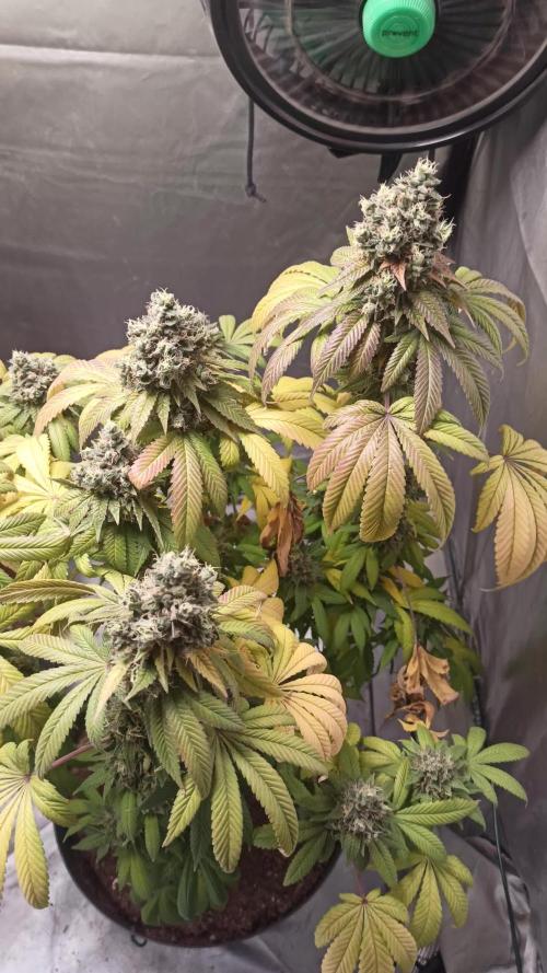 Los Michi jardineros están de vuelta