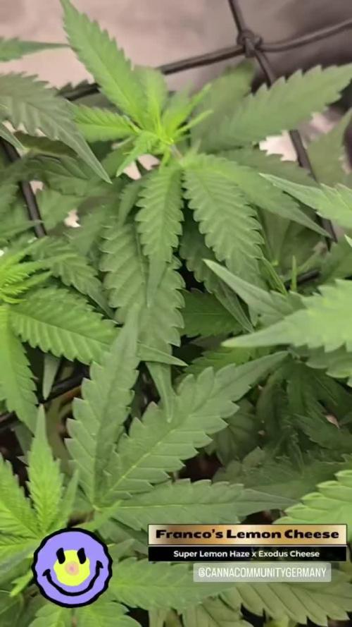 Francos Lemon Cheese Steckling