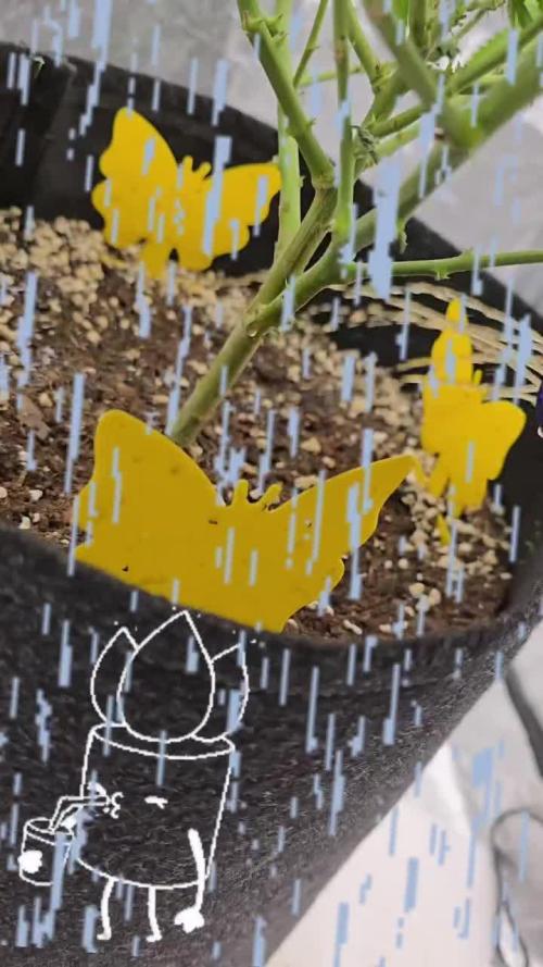 Francos Lemon Cheese Steckling