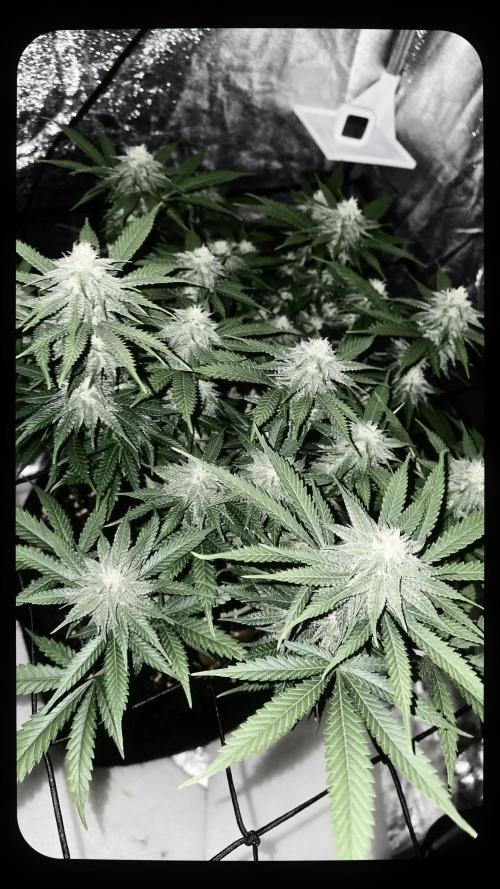 Francos Lemon Cheese Steckling