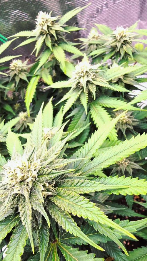 Francos Lemon Cheese Steckling