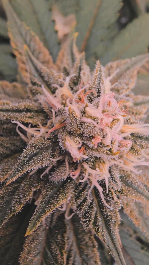 Francos Lemon Cheese Steckling