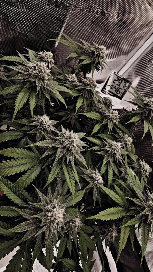 Francos Lemon Cheese Steckling