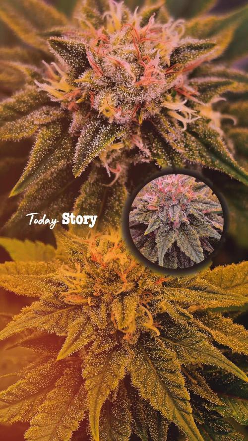 Francos Lemon Cheese Steckling