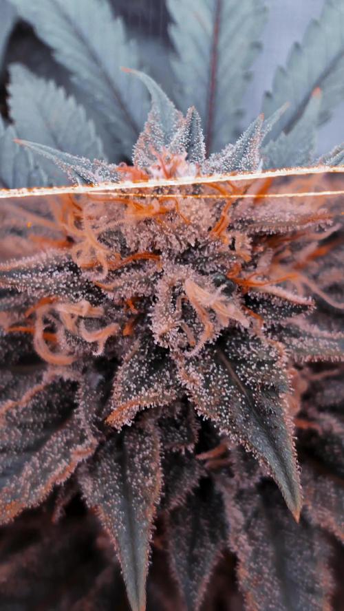 Francos Lemon Cheese Steckling