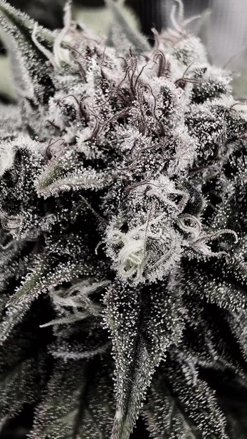 Francos Lemon Cheese Steckling