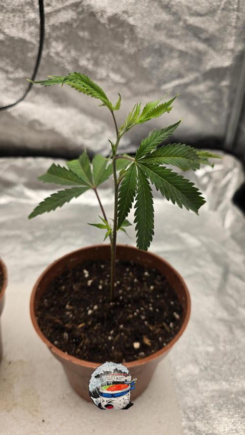 BlueZushi TheTENco. Week 3