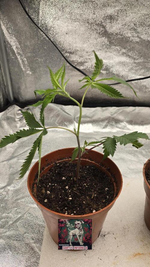 Dantes Inferno#8 MHD-Cut. Week 3