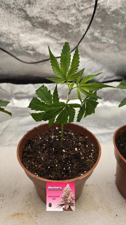 BlockBerry by BlockheadBudz. Week 3