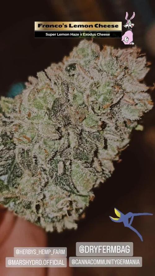 Francos Lemon Cheese Steckling