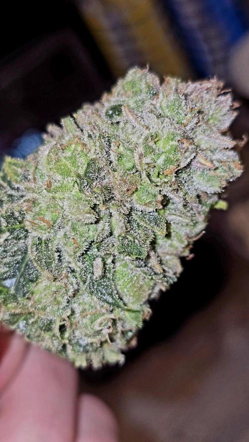 Francos Lemon Cheese Steckling. Week 18